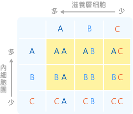囊胚第一個英文字母代表將來會發育成寶寶的內細胞團，第二個則是形成胎盤的滋養層細胞，只要是BC以上等級都是好胚胎。但缺乏內細胞團的CC、CB、CA不建議植入與冷凍。